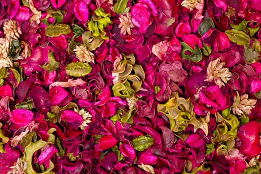 rich texture of bright colorful carpet of flowers