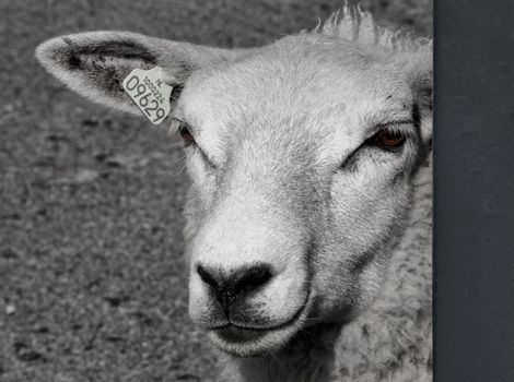 Close-up of a sheep (Texelaar) in b/w