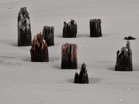 Wooden poles at the Dutch beach b/w and coloured