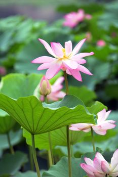 The lotus pond bloom in summer
