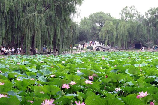 The lotus pond bloom in summer