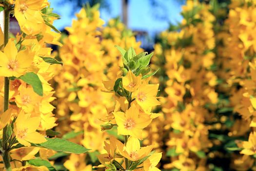 field flowerses