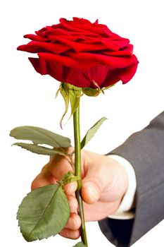 red roses alive in the men's hand