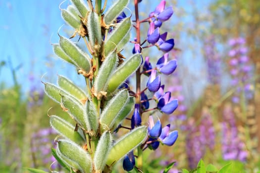 lupines