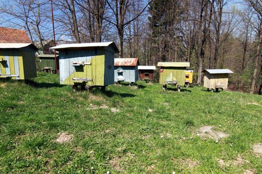 apiary with beehives in the forest