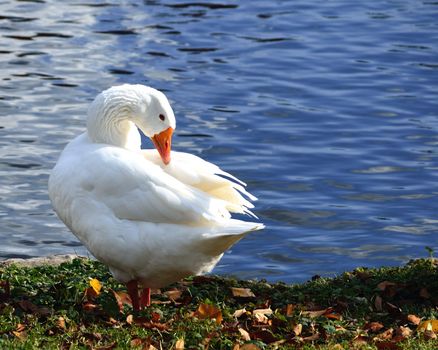 A goose at the edge of a lake.