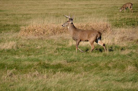 Whitetail Deer Buck standing in a field