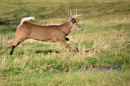Whitetail Deer Buck running in a field.