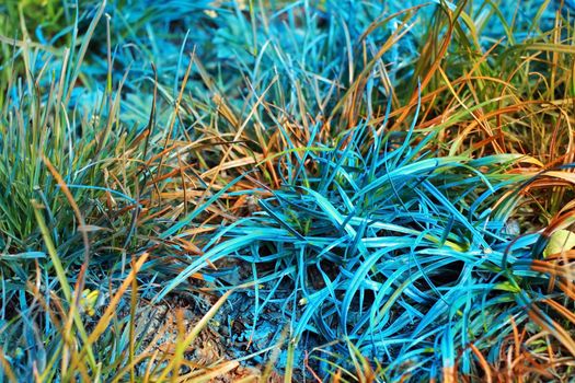 grass painted into blue and orange colors