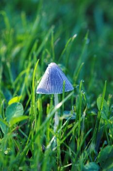 blue mushroom in the green wet grass