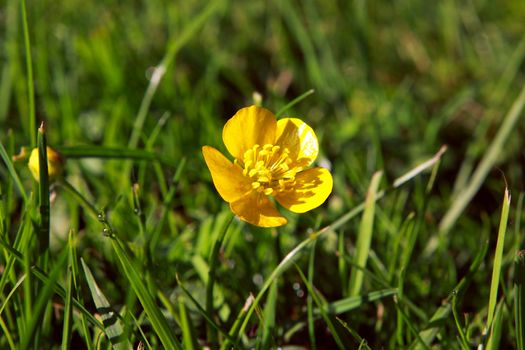 yellow flower of Potentilla sp. in the grass close up