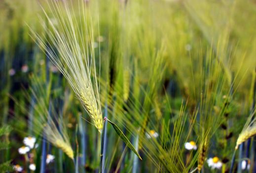 wheat ear close up in the field