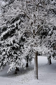 Snow covered trees, Lindley Park, Bozeman, Montana, USA