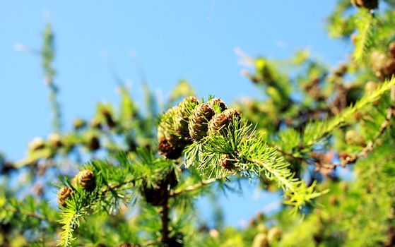 branch of the larch with cones over sky