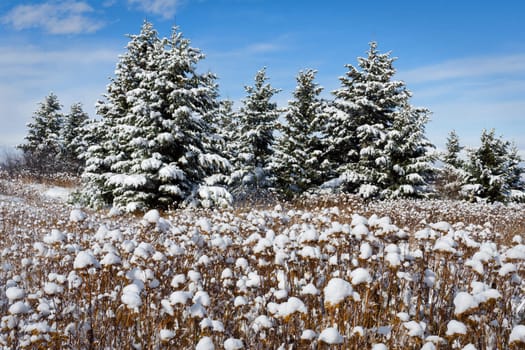 Spruce trees and snow, Gallatin County, Montana, USA