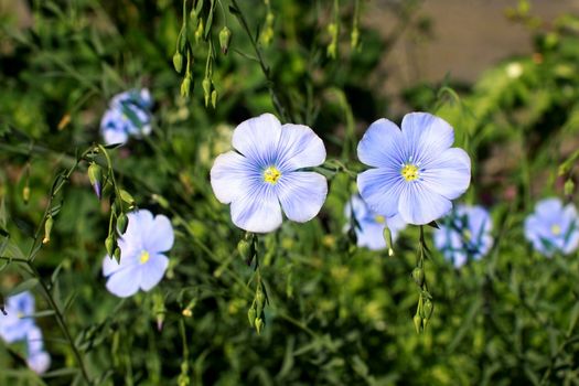 blue flowers of Linum (flax) close up outdoor