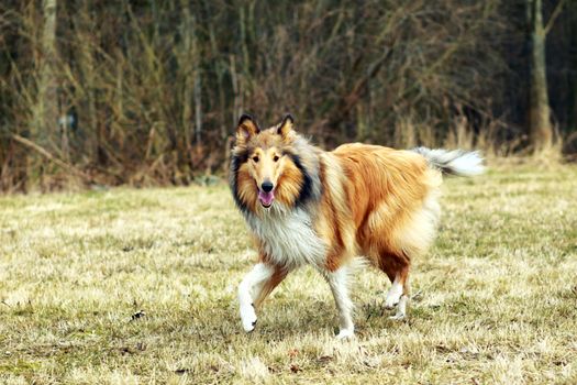 adult Rough Collie walking in the park