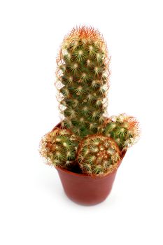 cactus Mammilaria sp. close up on white background