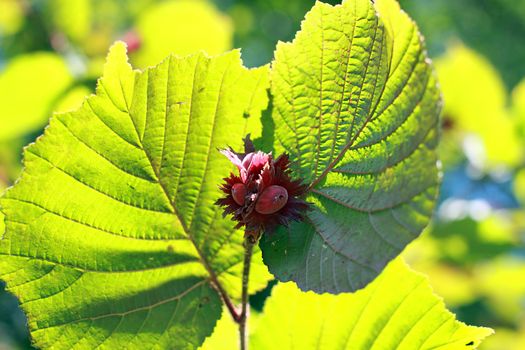 red young hazelnuts close up in the forest