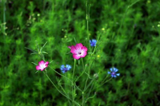 flower Agrostemma githago L. on the wheaten field