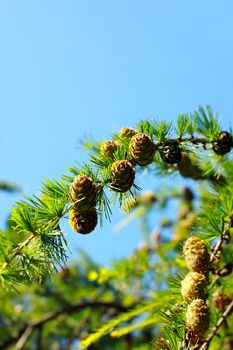 fragment of larch branch over the blue sky