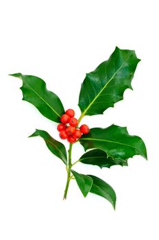 Holly leaves with berries on a white background.