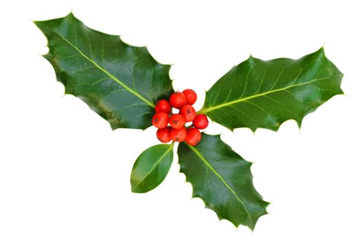 Holly leaves with red berries on a white background, isolated.