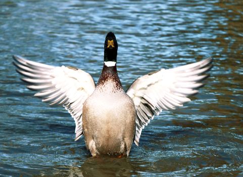 male of wild duck on the lake flapping wings
