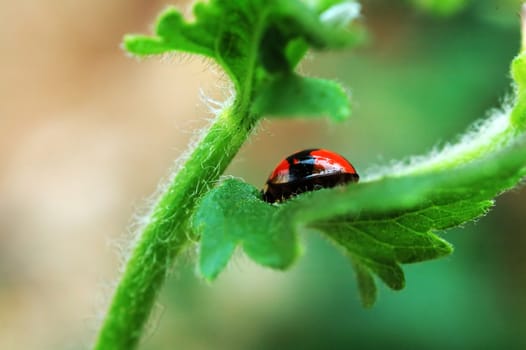 The ladybird trying to hide from my shooting