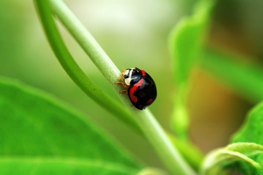 Small ladybird with major color black walking on a branch