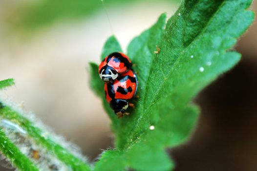 A scene of mating ladybirds on leaf