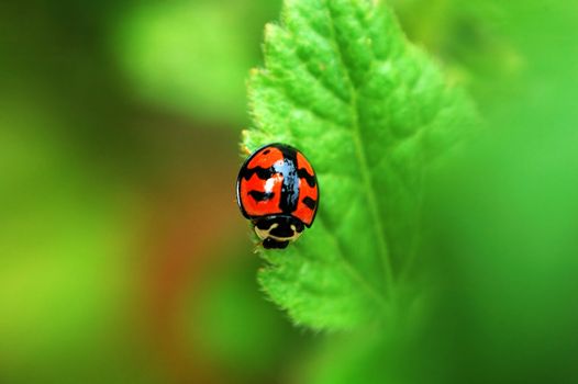 A Small ladybird resting on a leaf