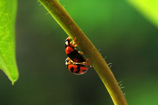 Ladybirds mating and walking along stem of plant
