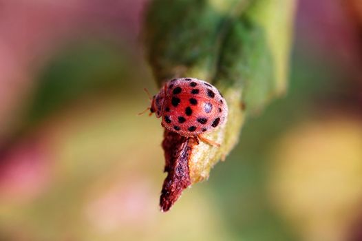 A small ladybird standing on tip of leaf