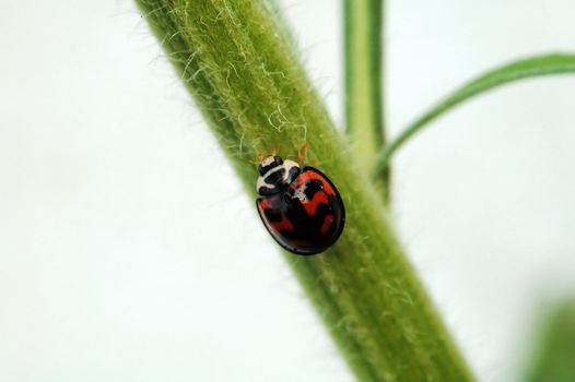 Ladybird walking along a stem of plant