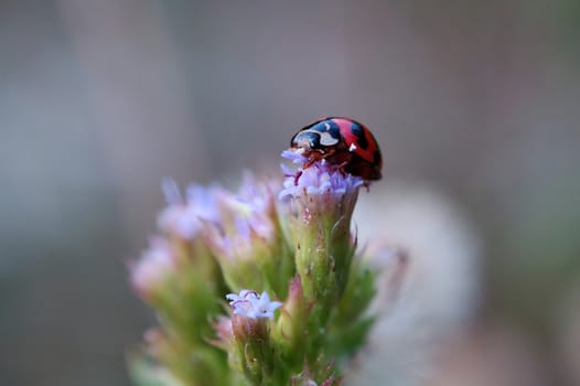 A ladybird standing on top of a flower of eupatorium catarium and eating petals