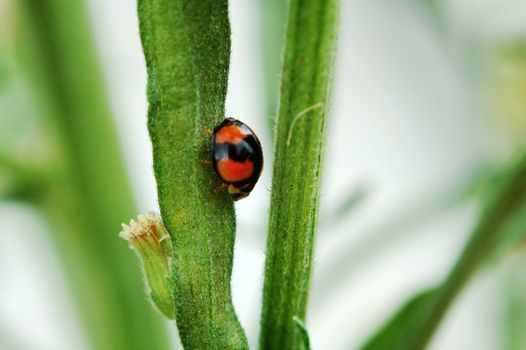 A ladybird walking along a stem of plant