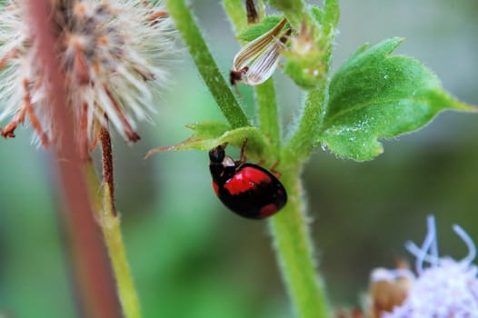 A ladybird hiding with a leaf, trying escape from my shooting