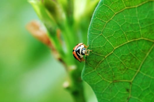 A ladybird standing on edge of leaf trying to trun around