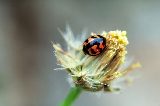 A ladybird on top of a flower