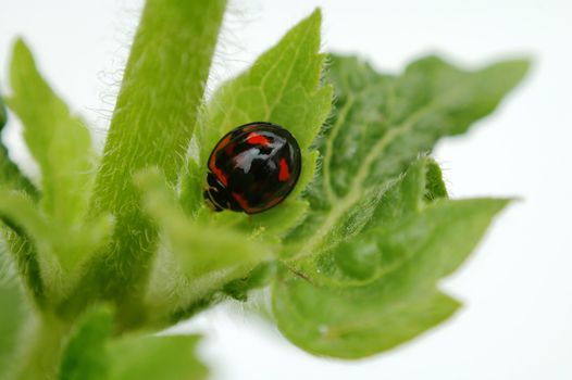 A photo taken from top view of a ladybird