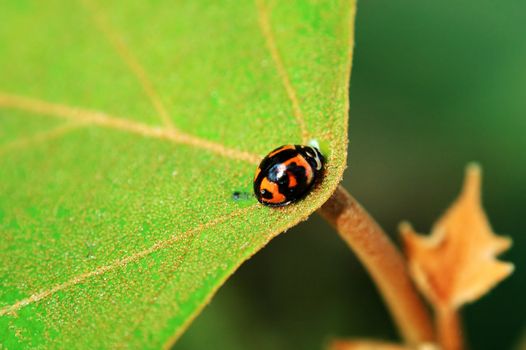 A ladybird resting on center of leaf