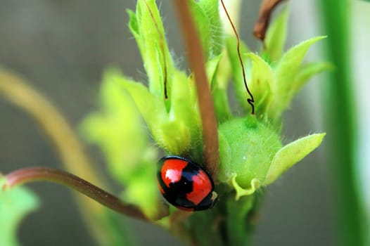 A ladybird staying beside seeds