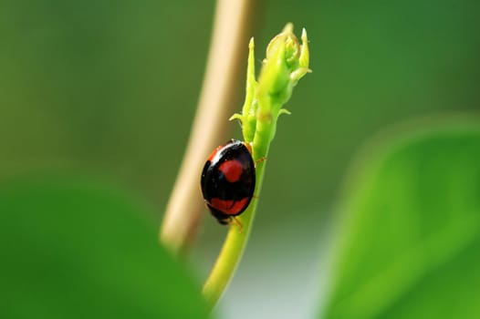 A ladybird walking downward along a branch