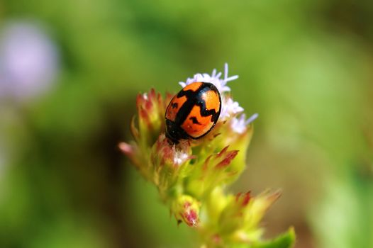 A cute ladybird on flow facing downward