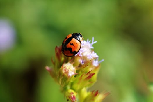 Ladybird standing on top of flower - eupatorium catarium