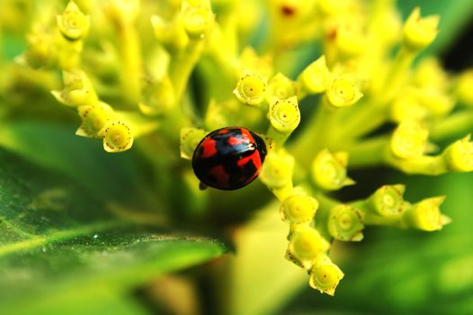 A ladybird standing on yellow flowers