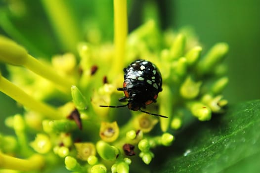 A black ladybird on top of small yellow flower