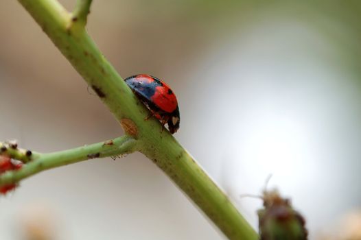 A ladybird climbing a stem of plant