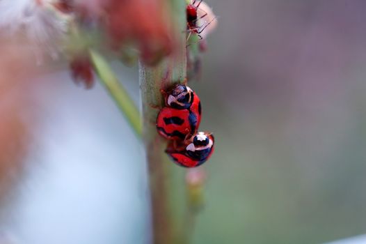 Two mting ladybirds and a cute aphid